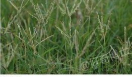 cao国产,历史、文化与现代发展的交融画卷